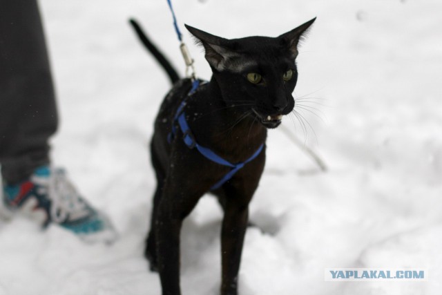 Котофея первый снег