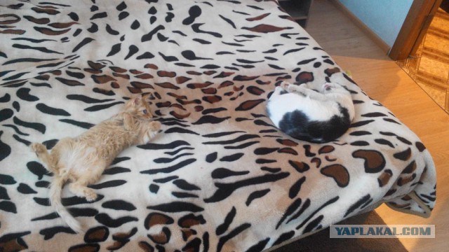 Знакомьтесь - это Персик!