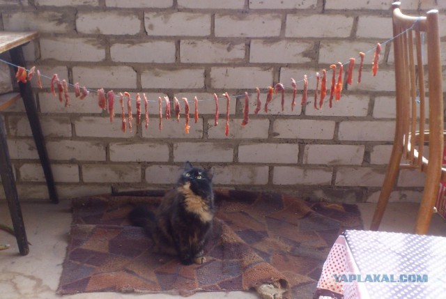 С Котовторником!