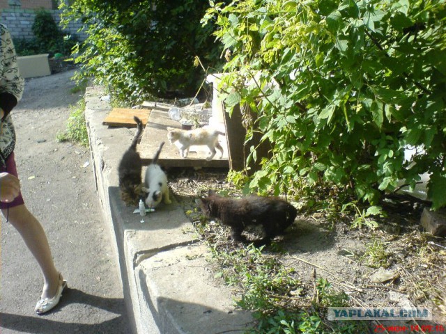 Котовторник 24.06.2014