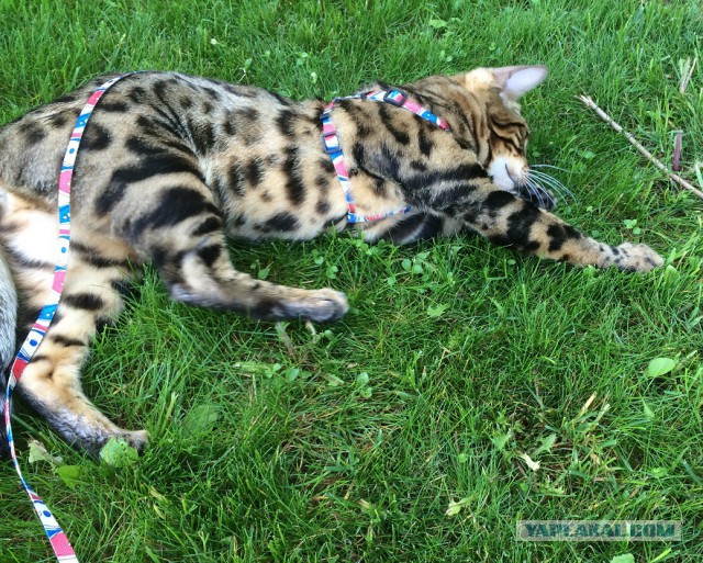 Котовторник  08.07.2014