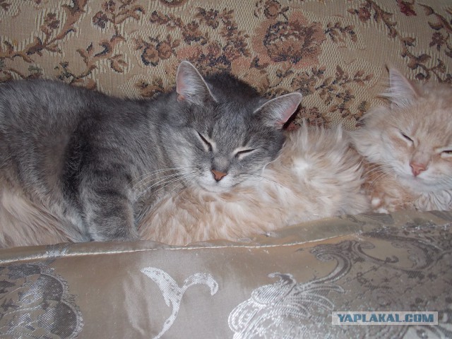 Котовторник 15.07.2014.
