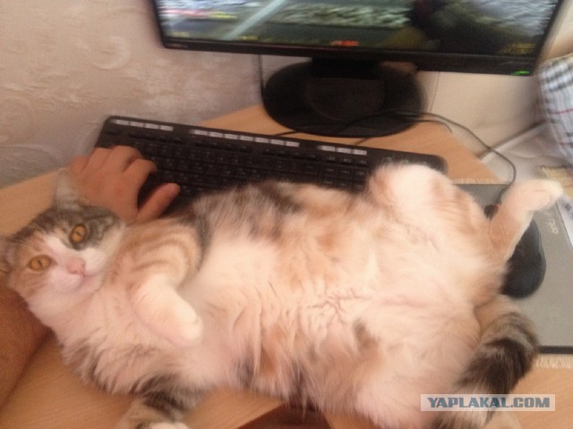 Котовторник 22.07.14
