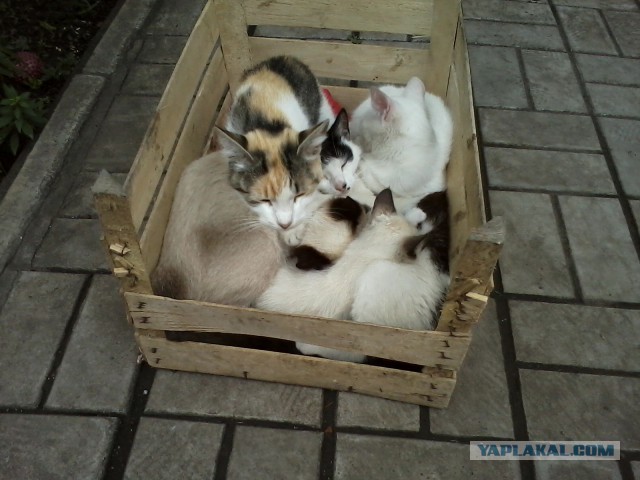 Котовторник 09.09.2014