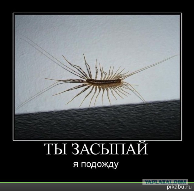 Мухоловка