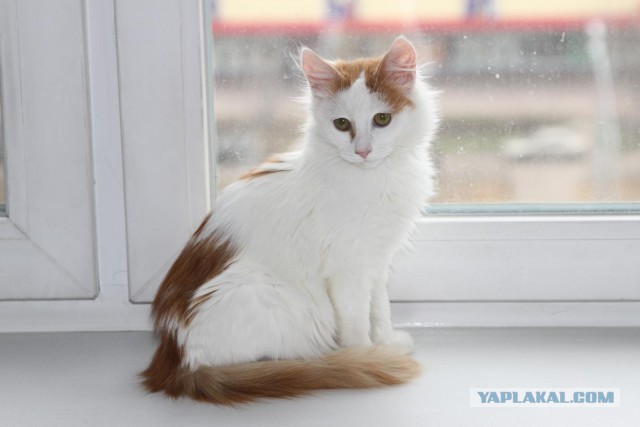 Котовторник 9.12.2014
