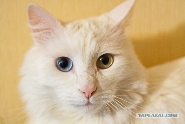 Котовторник
