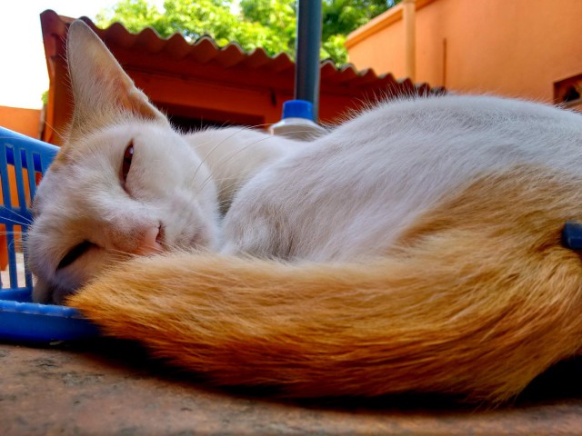 Котовторник  21.07.2015
