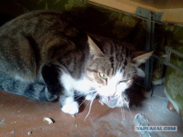 Котовторник 29-09-2015,