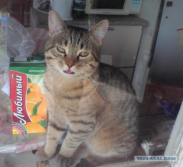 Котовторник 06.10.2015