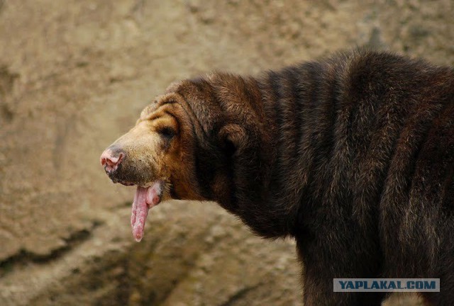 А какую таблетку выберет ЯПовец?