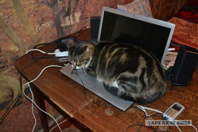 Новогодний котовторник,05.01.16.