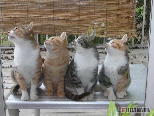 Коты, кошки, котята