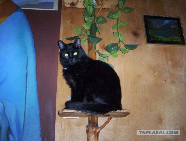 Котовторник