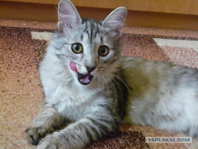 Котовторник 22.03.2016