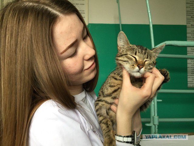 КотоВторник 26.04.2016