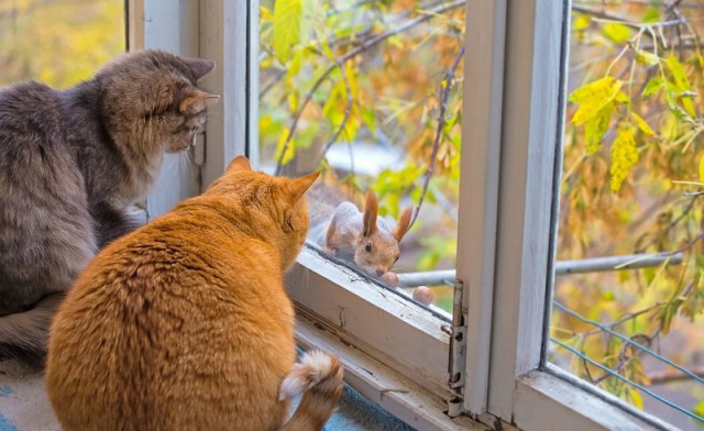 Веселые картинки ч.3