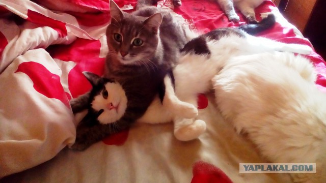 Ваши фотки котов на телефон