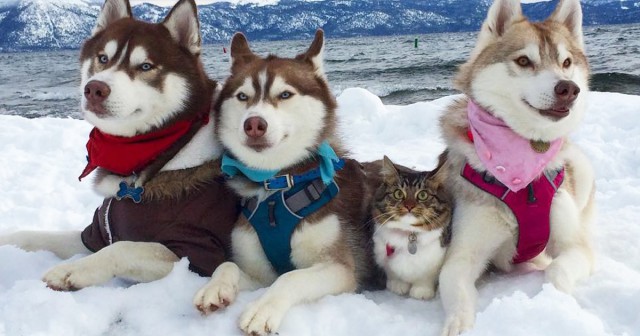 Котенок, который всегда хотел быть собакой