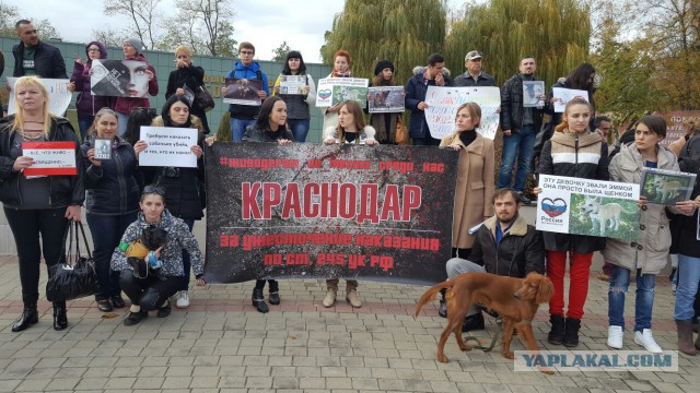 Живодерки из Хабаровска