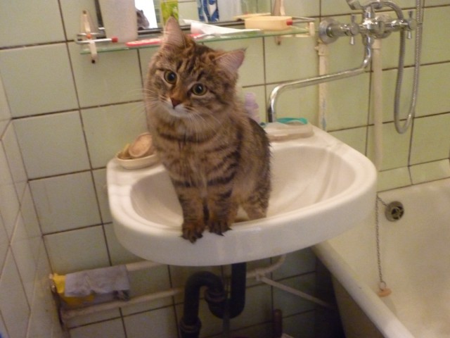 Коты из сети
