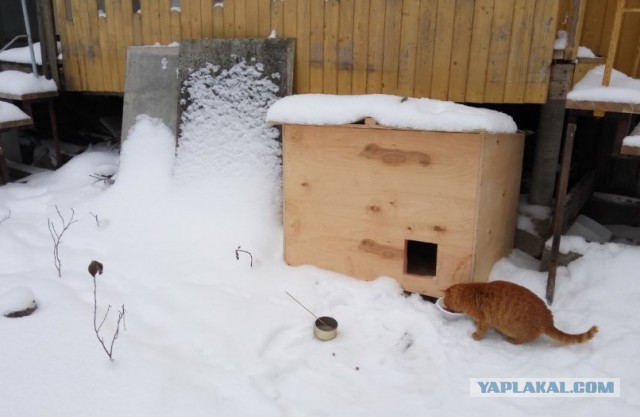 Дом для кота