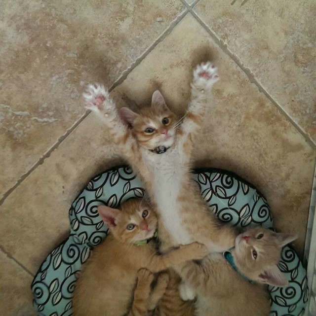 Коты и Кошки