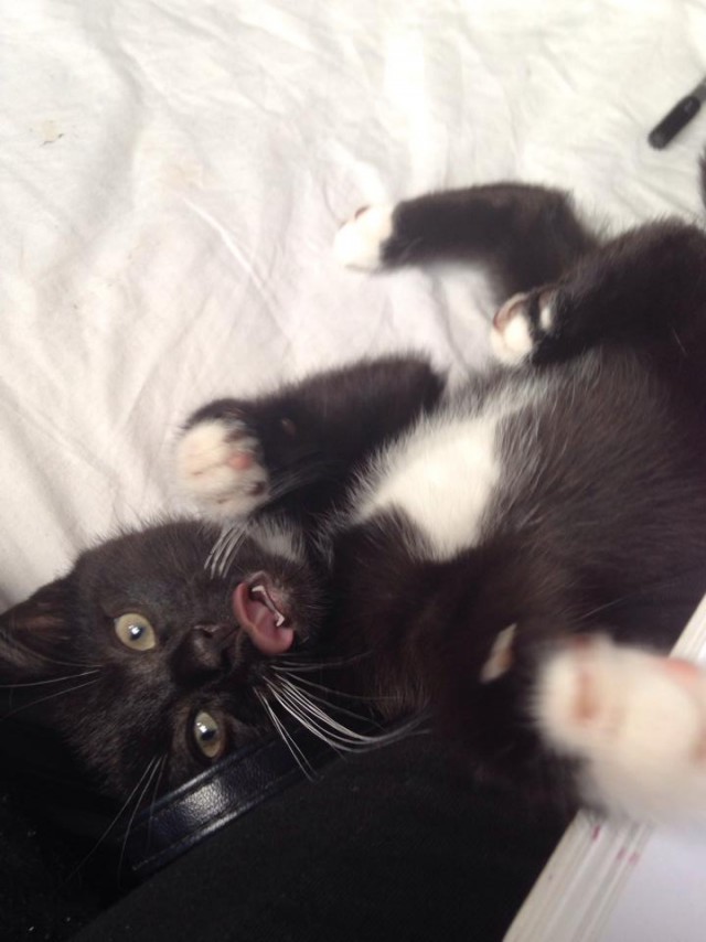 Коты и Кошки
