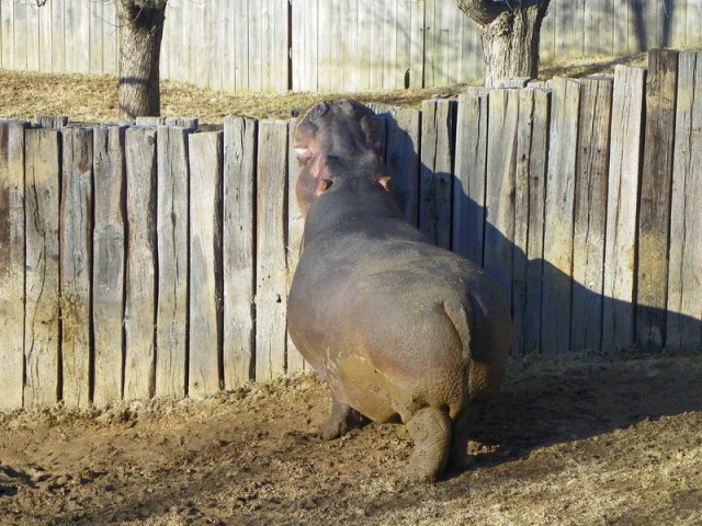 Живность из сети