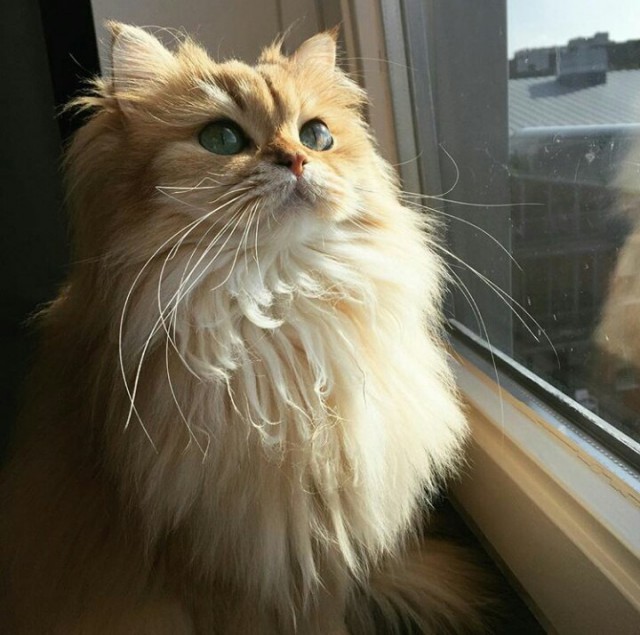 Коты и Кошки