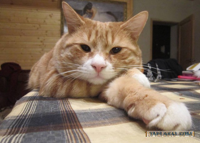 Кошачья морда
