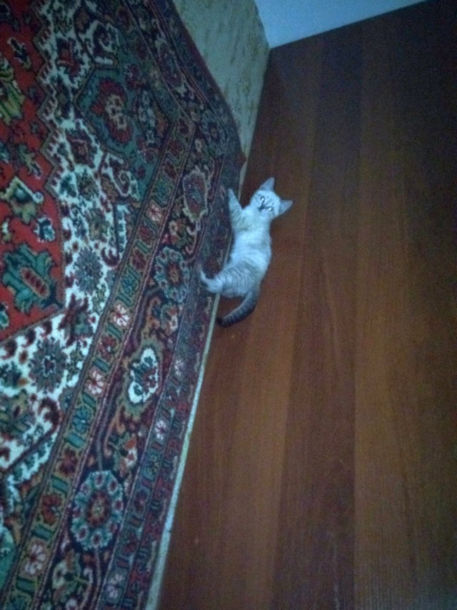 Котовторник