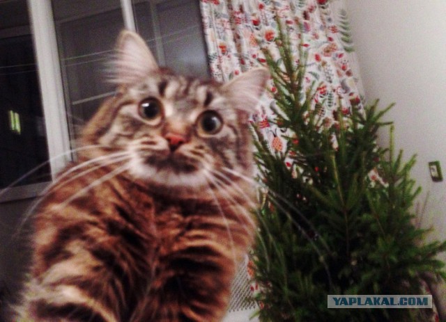 Фотографии кошек на новогодних елках начинают заполнять интернет