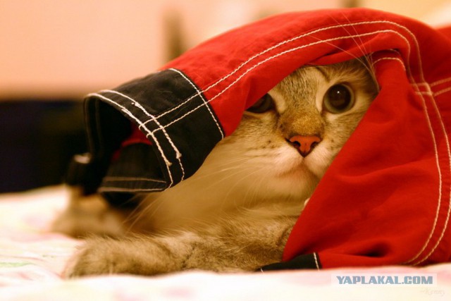 Котовторник!