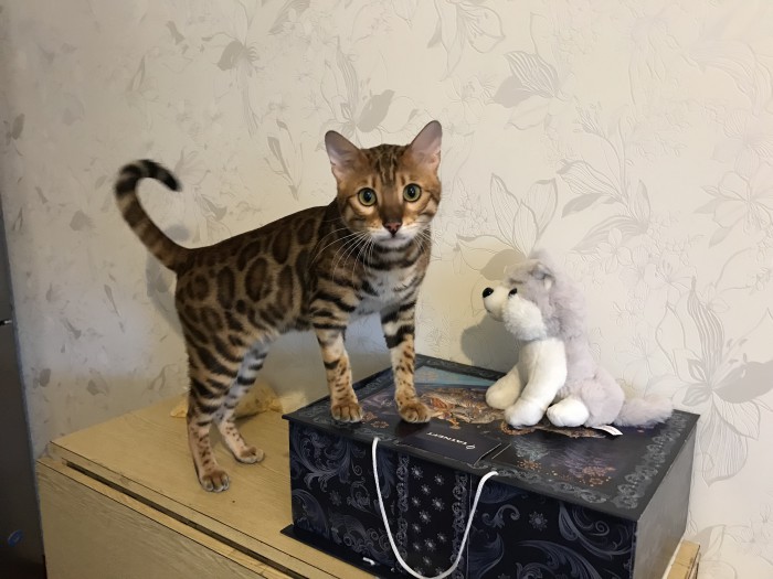 Котовторник!