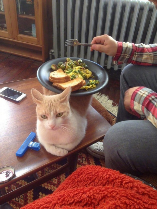 Прикольных котов пост