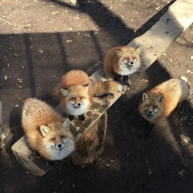 Живность из сети