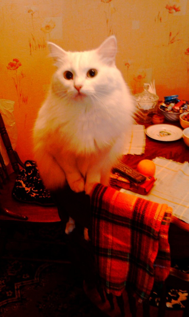Котовторник. А как же?!