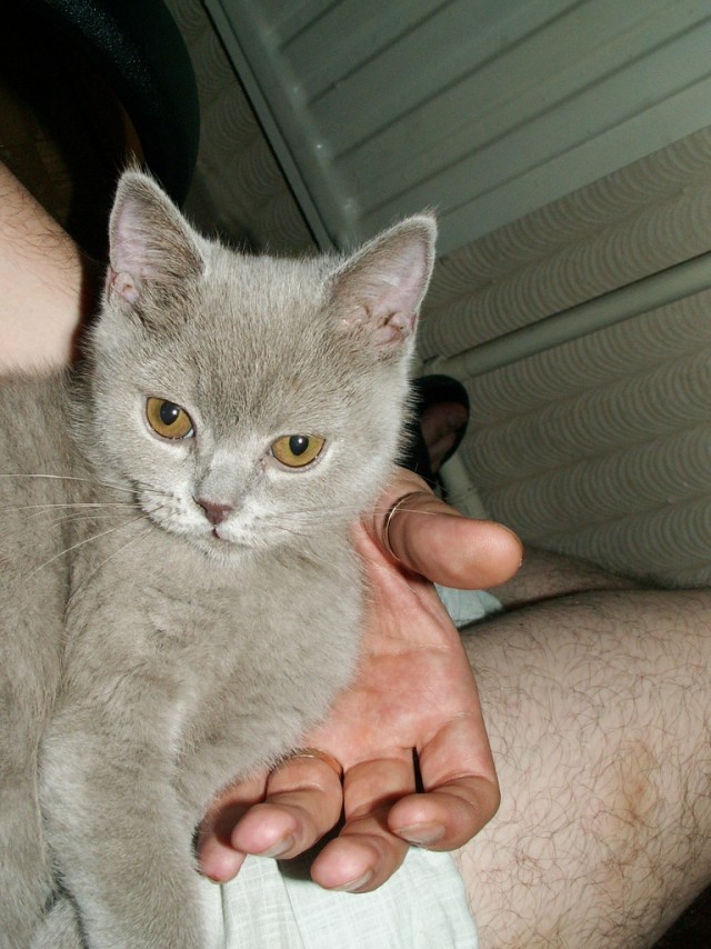 Котовторник с Максом