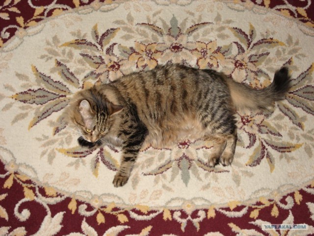 Состоятельный котовторник