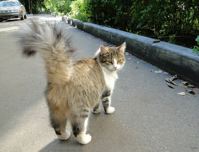 Котовторник так котовторник!