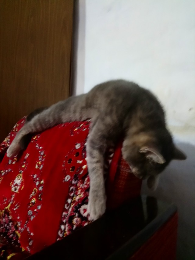 Немного милоты