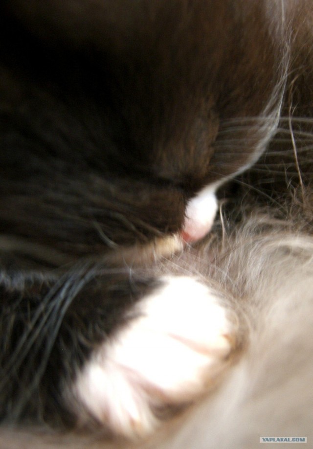Котовторник (10.01.2012)