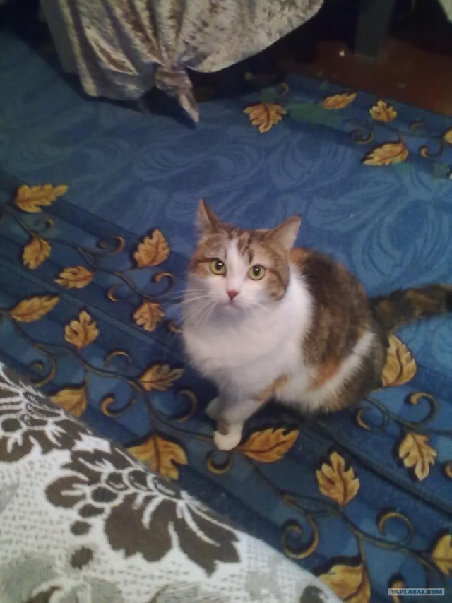 Котовторник (24. 01. 2012 )