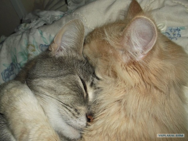 Котовторник 10.04.2012