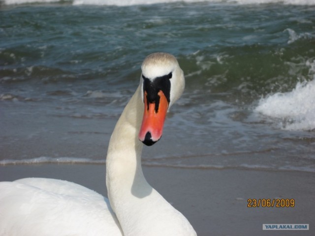 Зеленоградский тюлень-пляжник