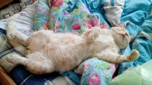 05.03.19 Котовторник же