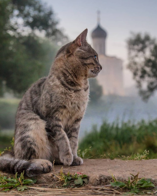 Котовторник! начнем? 04.06.19