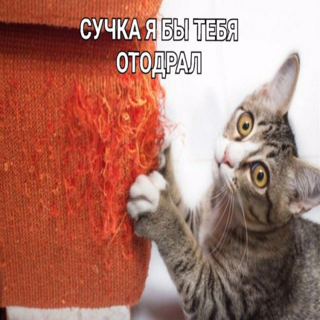 Колючие Муди