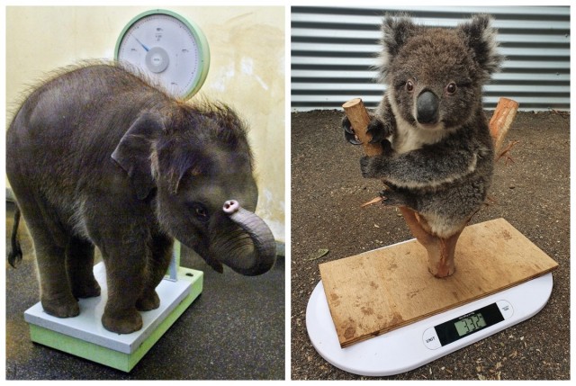 От коалы до слоненка: способы взвешивания маленьких животных